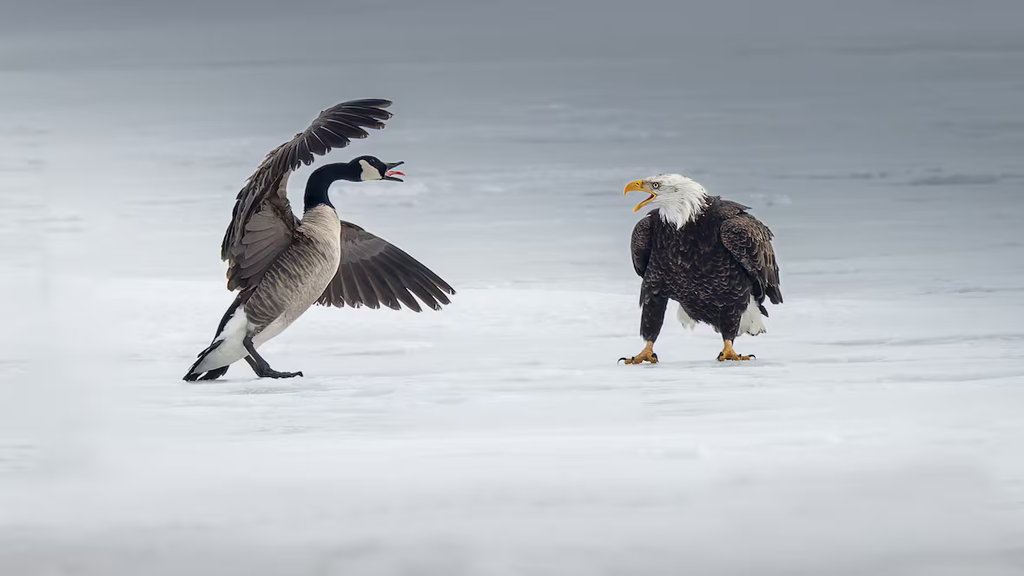 Une bernache du Canada et un pygargue à tête blanche se sont affrontés à Burlington, en Ontario, le 23 février. Le photographe Mervyn Sequeira a immortalisé le combat et l'a publié sur son compte Instagram @msequeiraphotography. (Mervyn Sequeira)